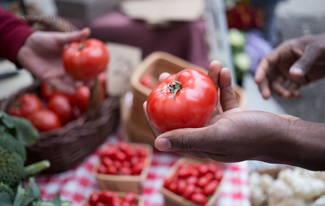 hands holding tomatoes farm market